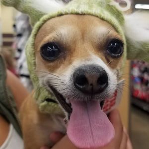 Meet your Posher, Sylvia